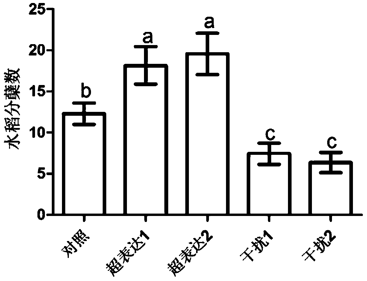 Application of Nitrogen Transport Gene osnpf8.1 in Improving Rice Tiller Number