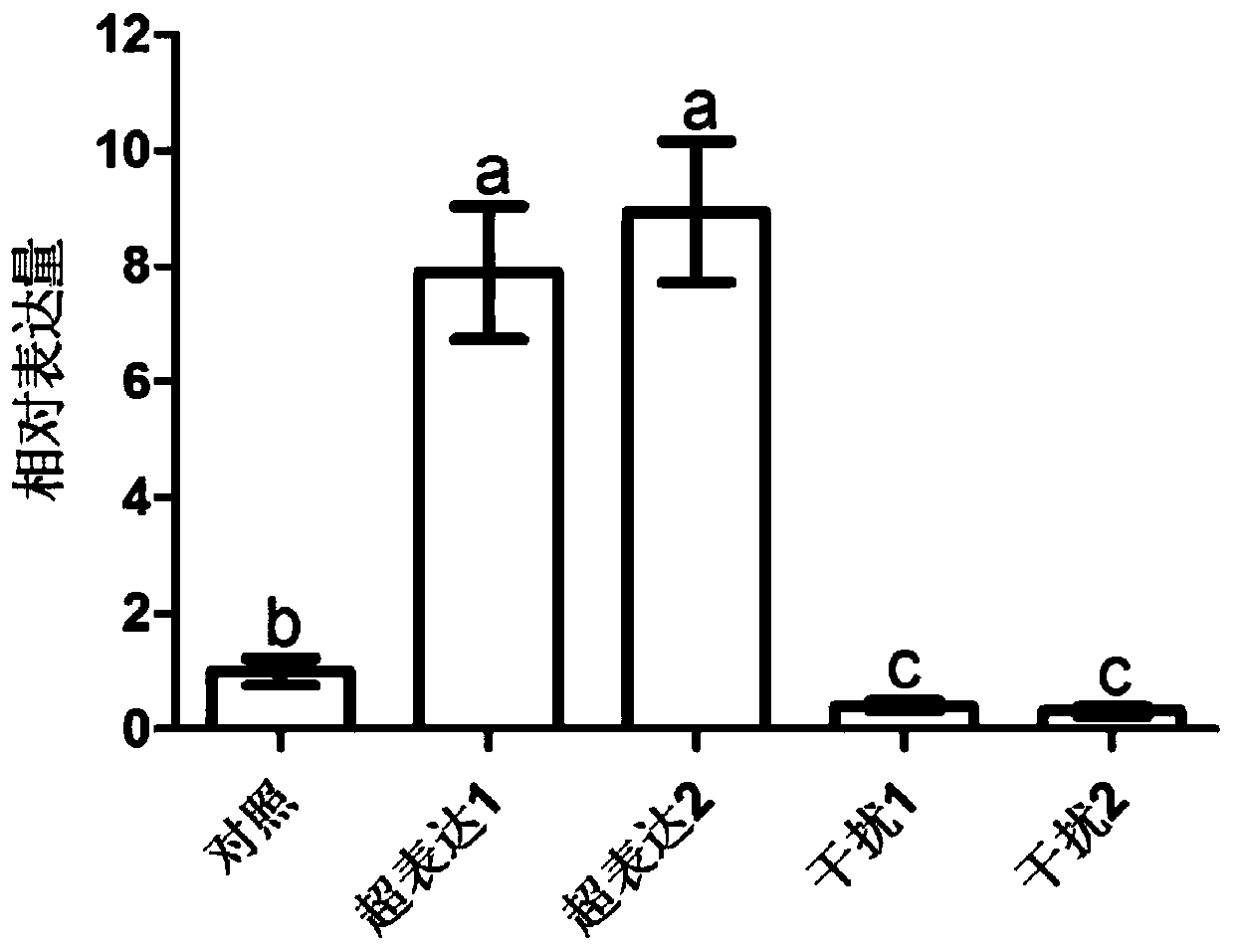 Application of Nitrogen Transport Gene osnpf8.1 in Improving Rice Tiller Number