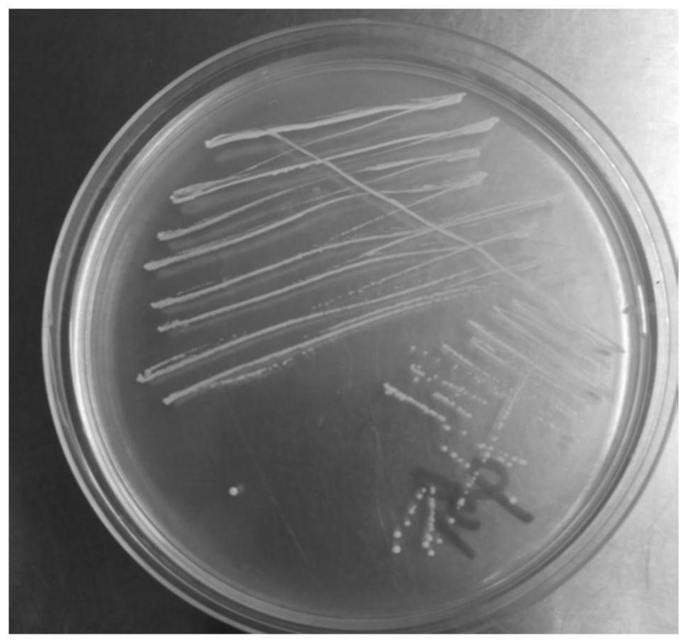 A long subspecies of Bifidobacterium longum and its application