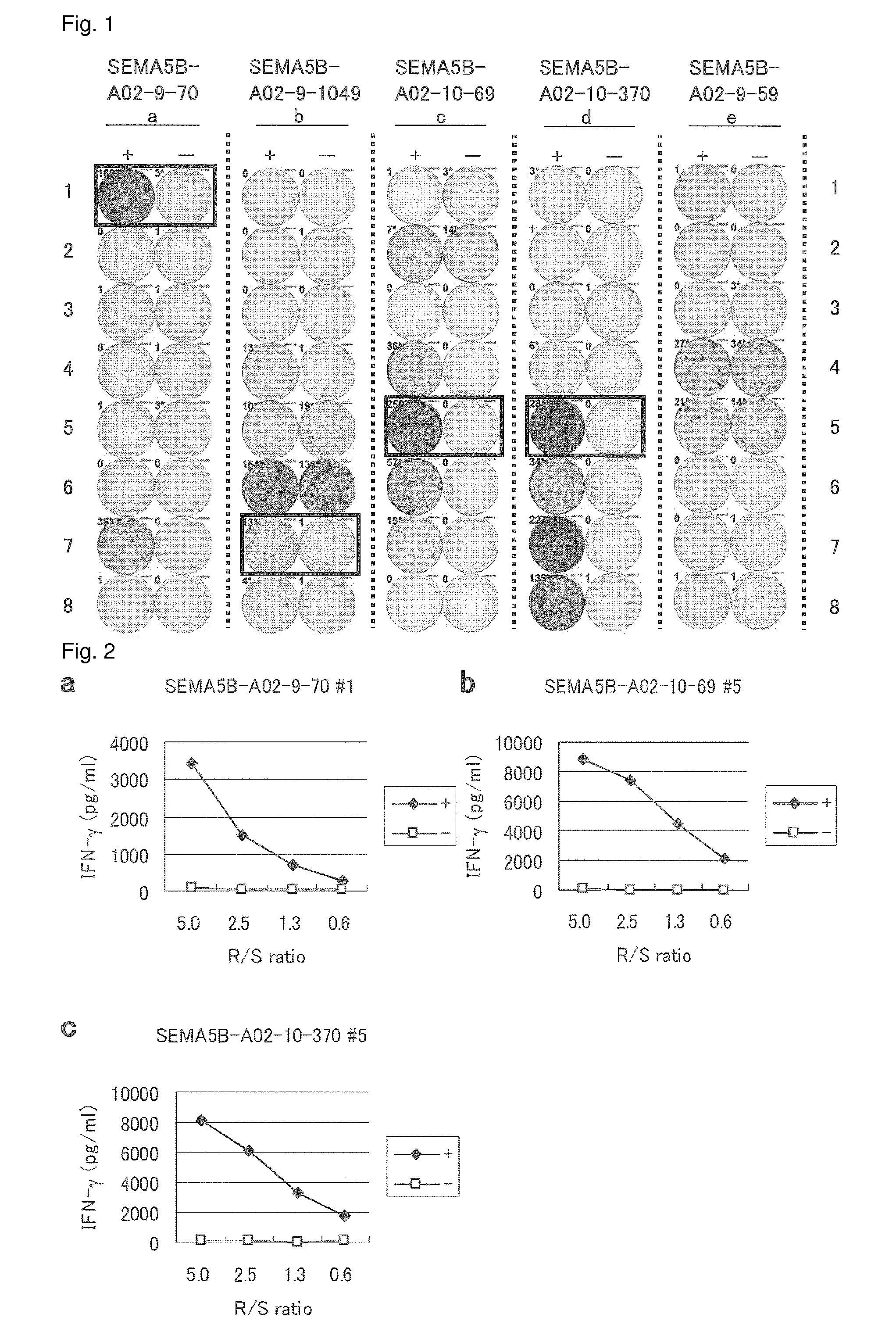 SEMA5B peptides and vaccines including the same