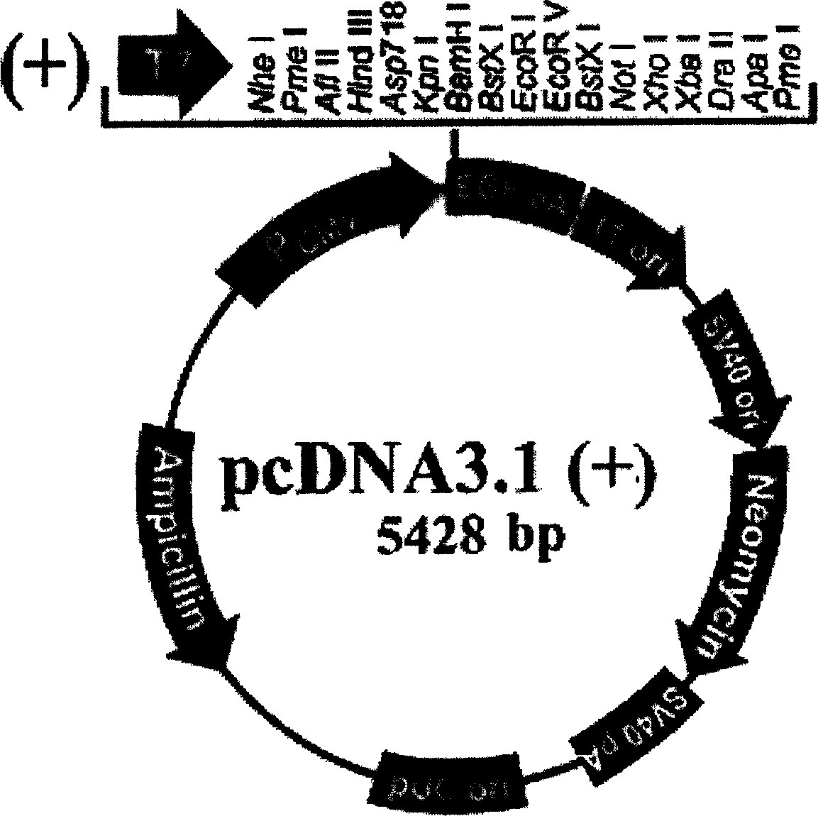 SiRNA and expression carrier for inhibiting human telomerase reversed transcriptive enzyme gene expression and their pharmaceutical use