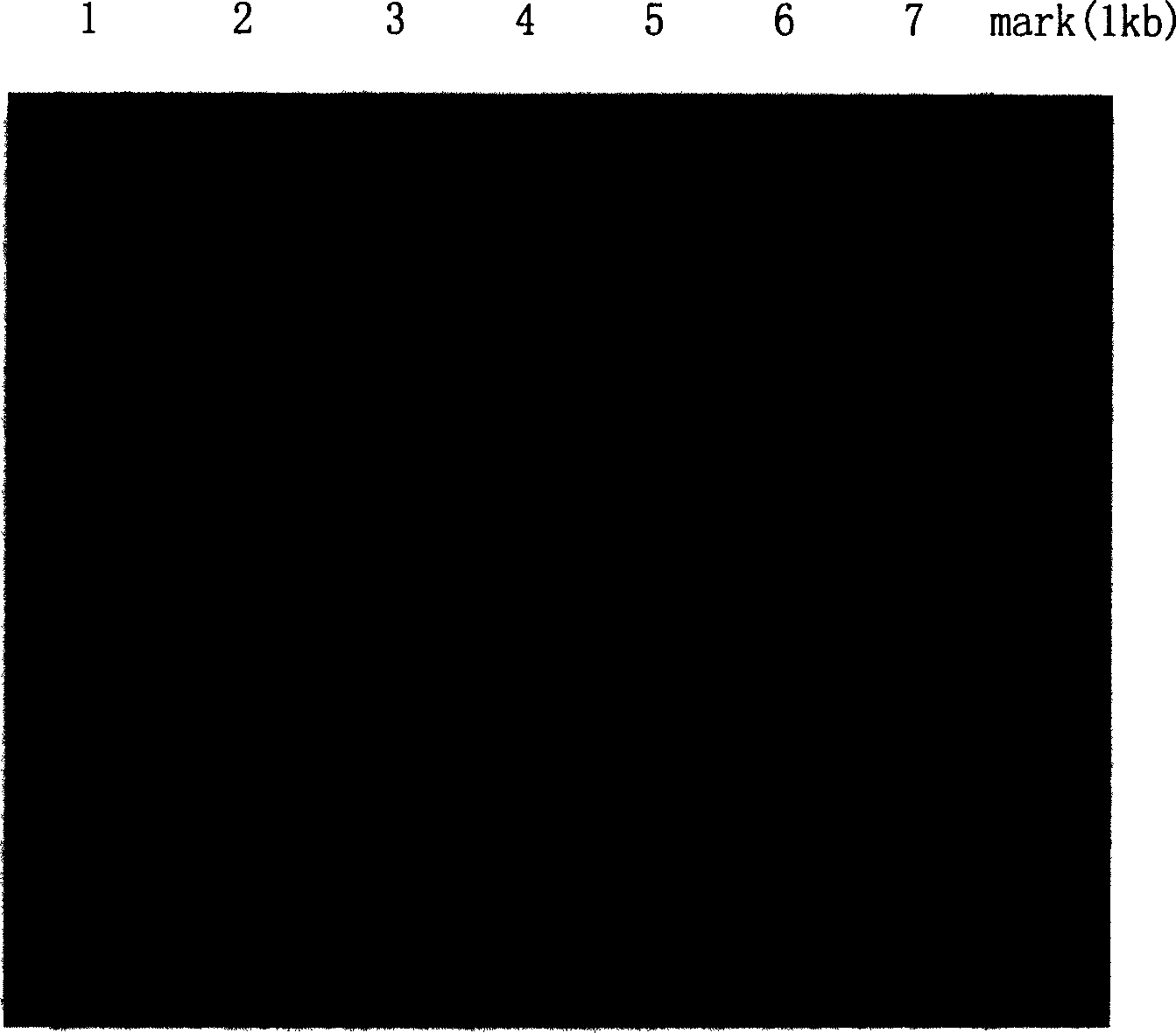 SiRNA and expression carrier for inhibiting human telomerase reversed transcriptive enzyme gene expression and their pharmaceutical use