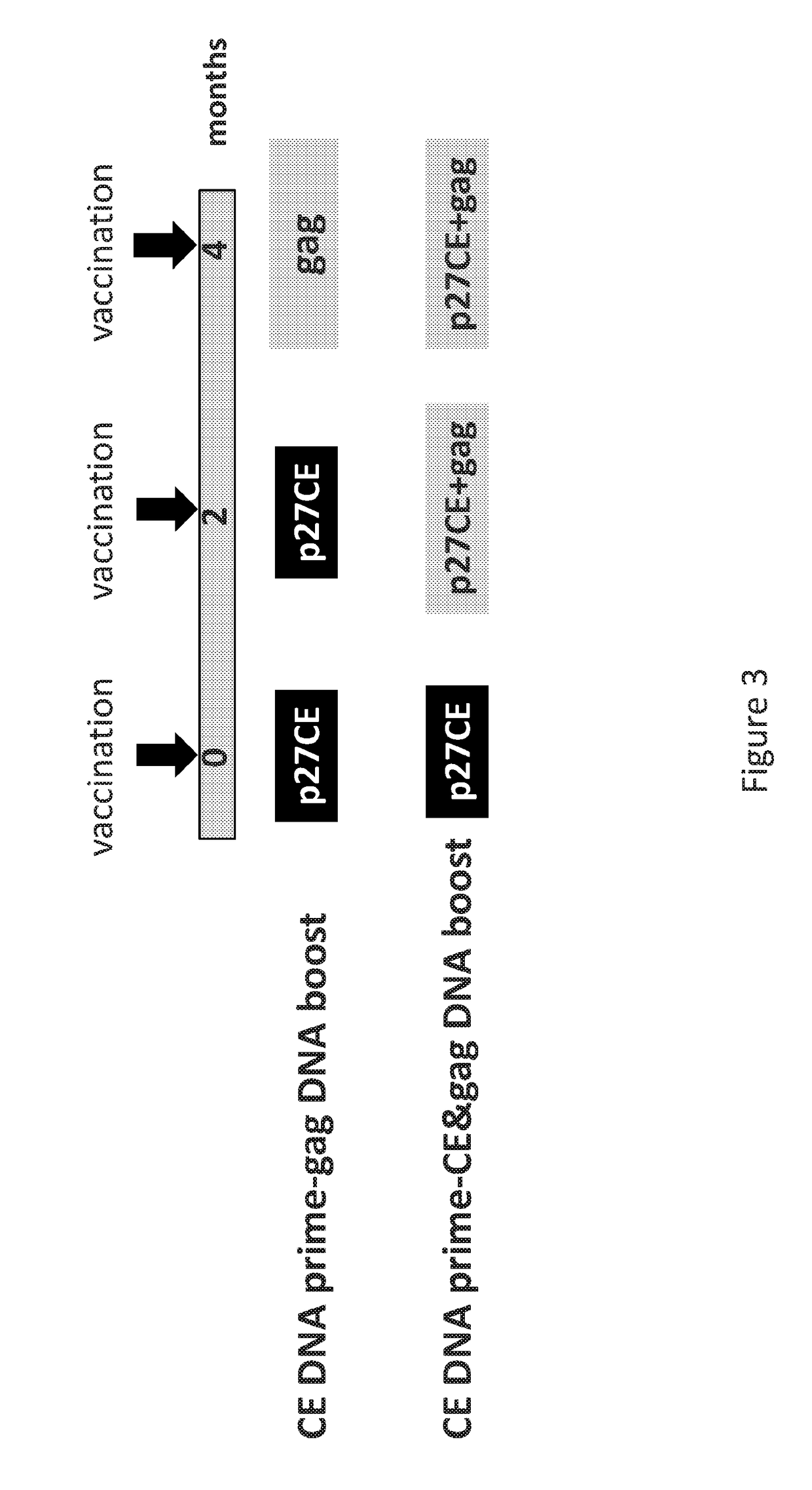Methods and compositions for inducing an immune response using conserved element constructs