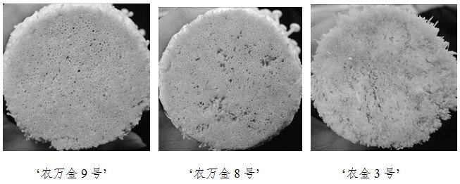 Flammulina velutipes suitable for industrial cultivation and molecular identification method of flammulina velutipes