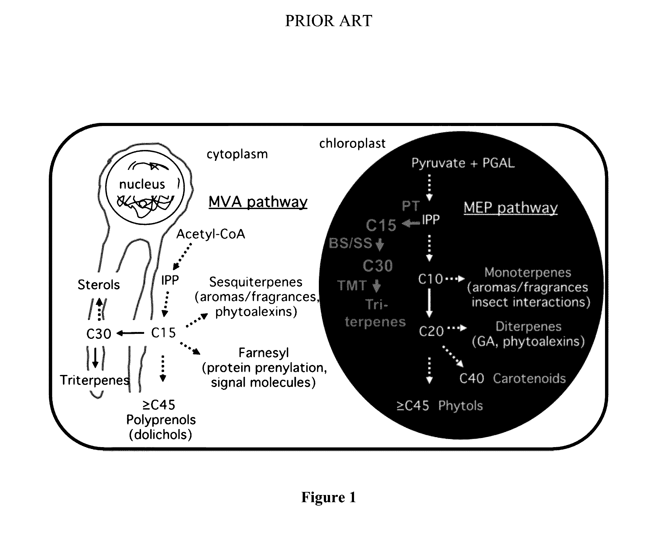 Method and system for producing triterpenes