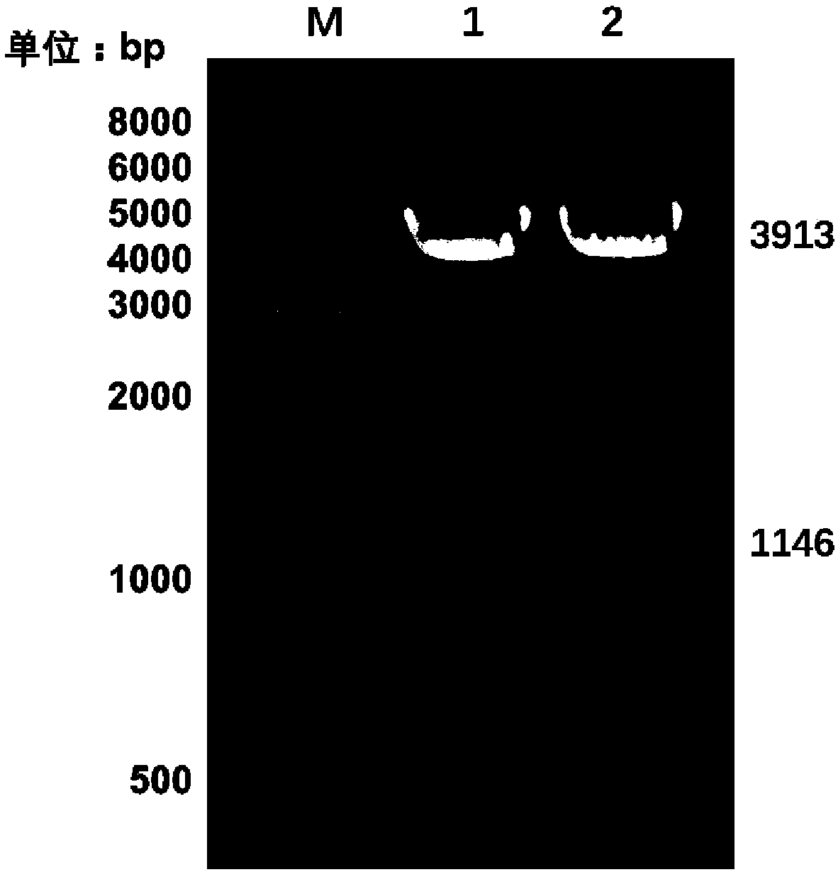 Inositol oxidase mutant, as well as coding gene and application thereof