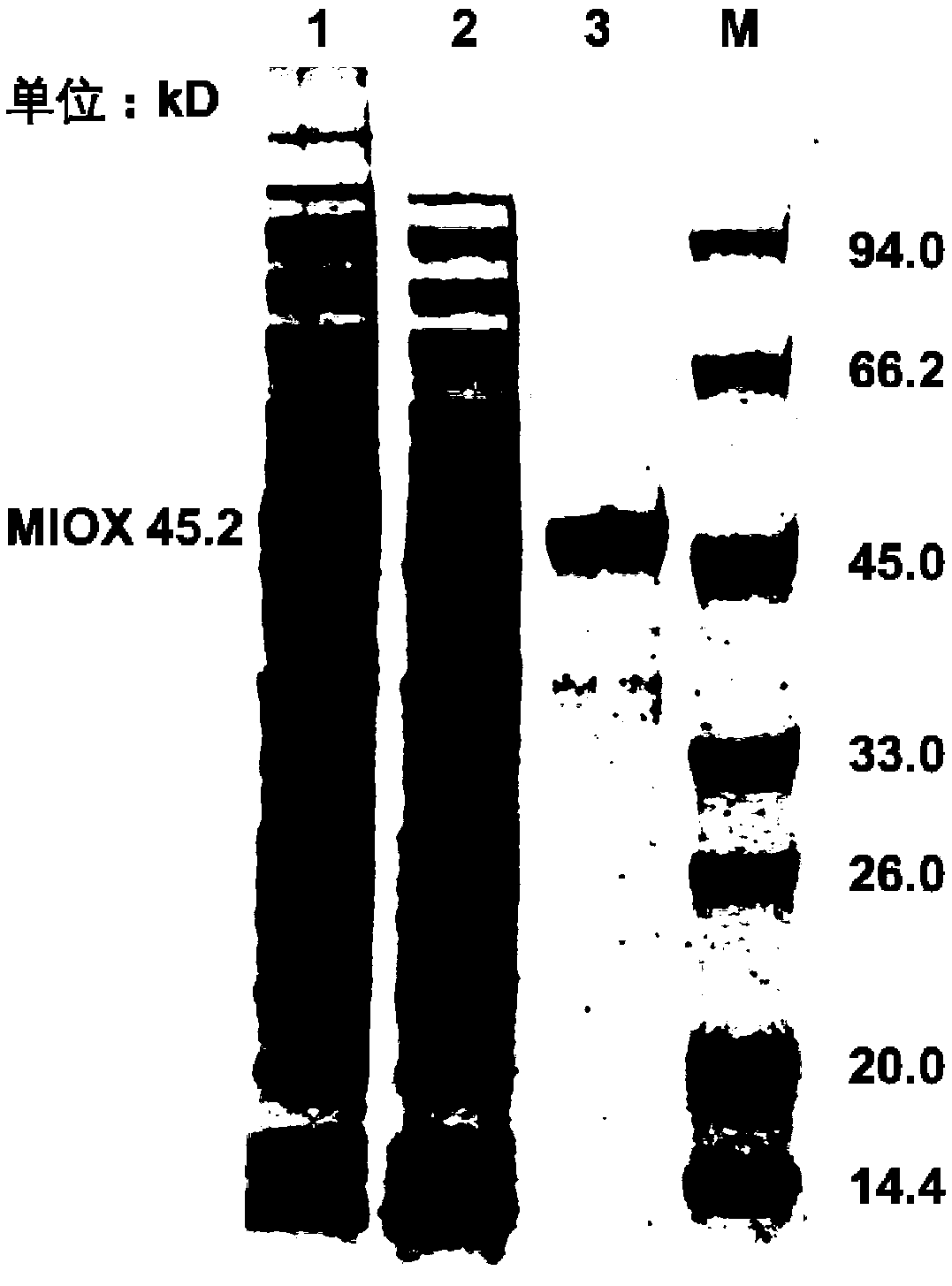 Inositol oxidase mutant, as well as coding gene and application thereof