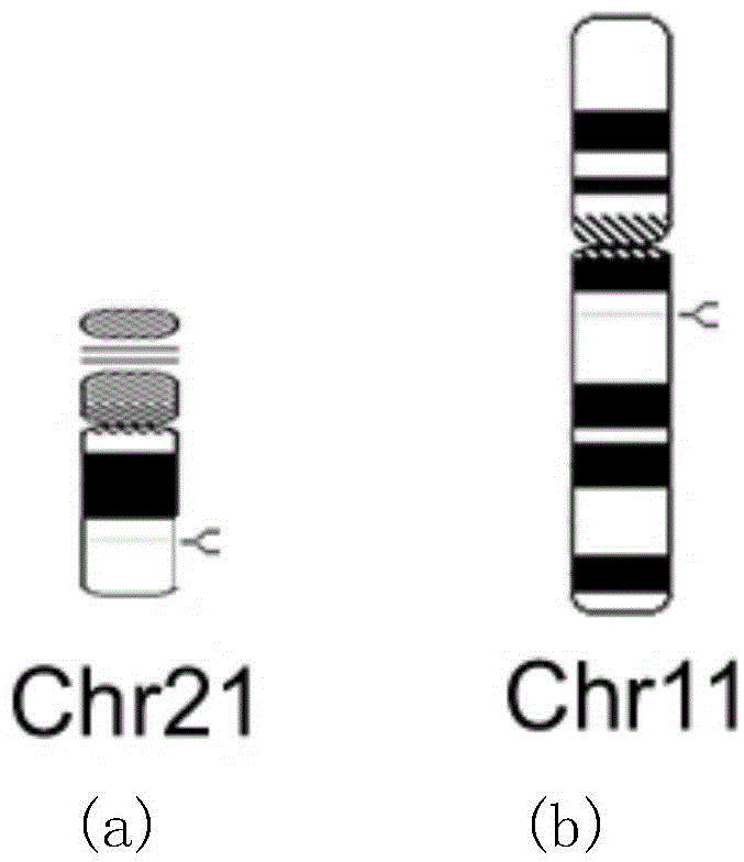 Kit used for detecting number of human chromosomes 21