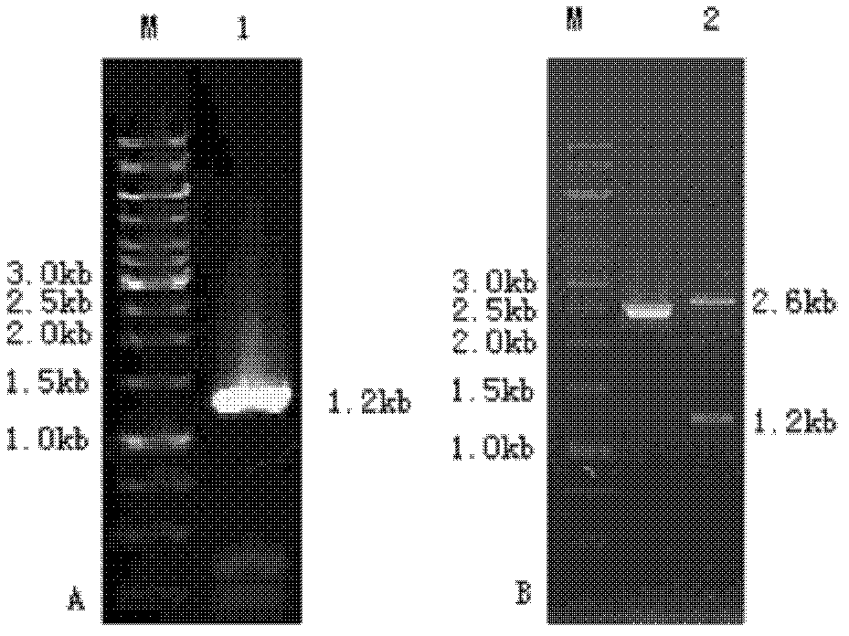 D-3-phosphoglycerate-dehydrogenase as well as coding gene and construction method thereof