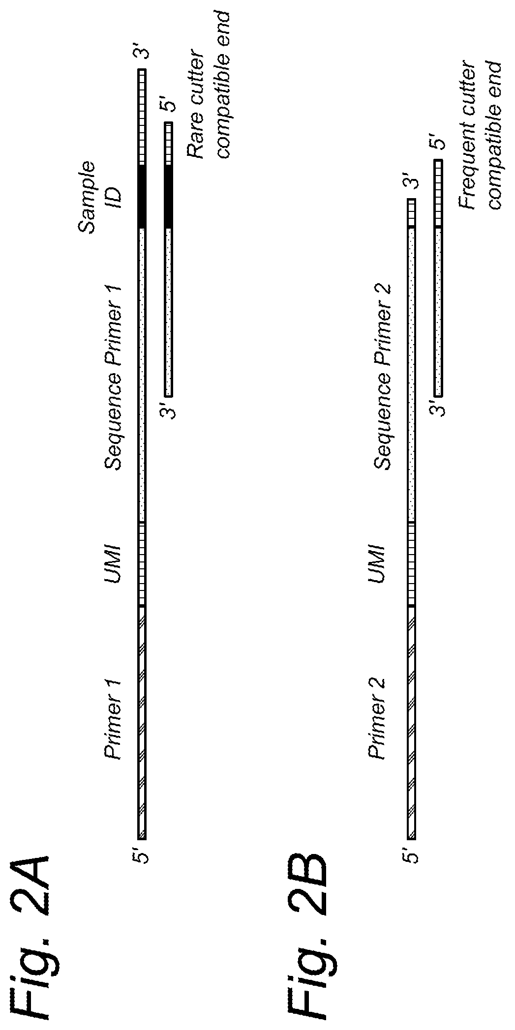 Genotyping of polyploids