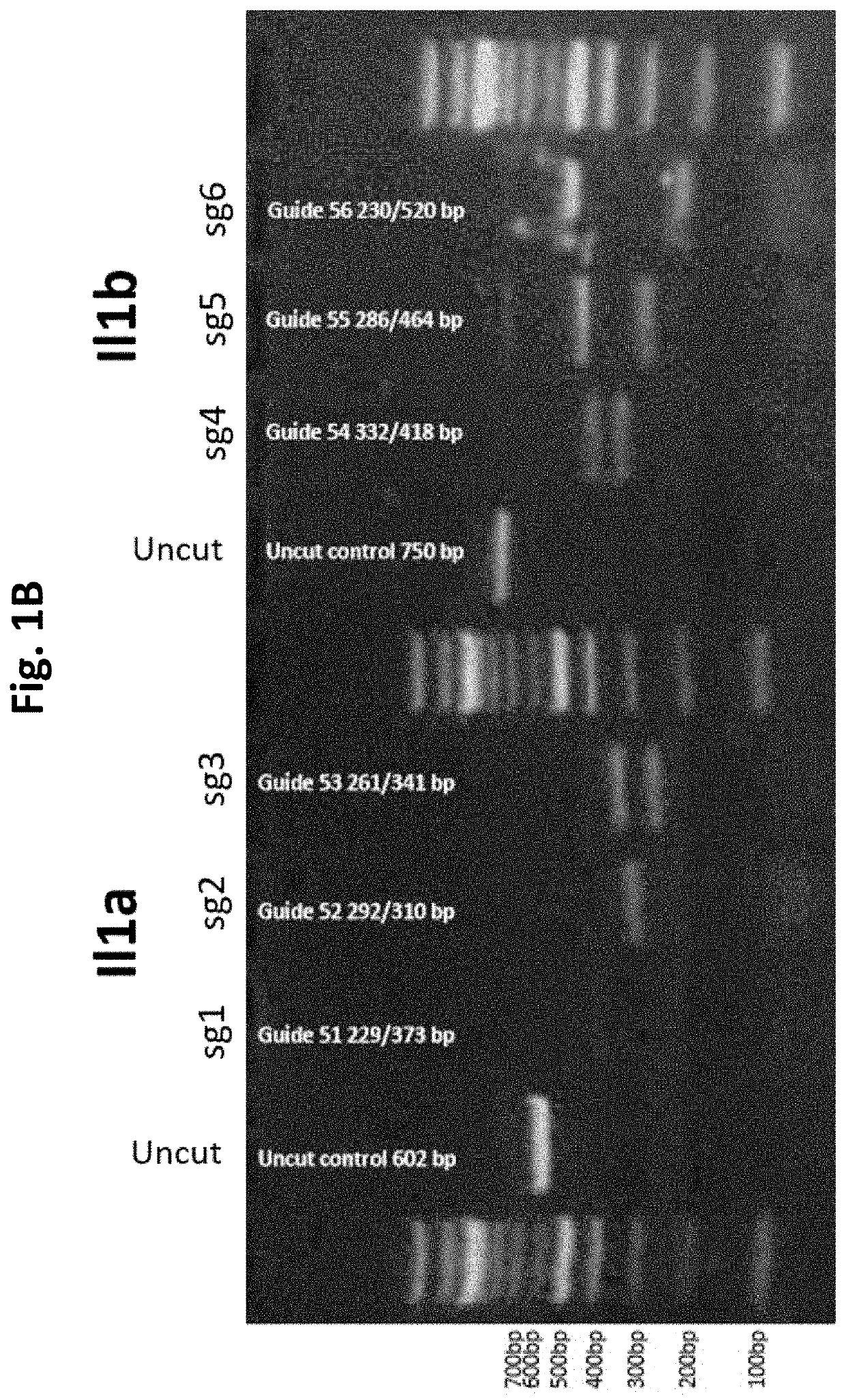 Gene Editing to Impove Joint Function