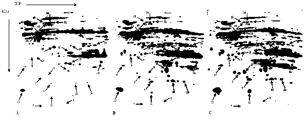 Method for predicting wheat heterosis by mitochondrial proteome technology