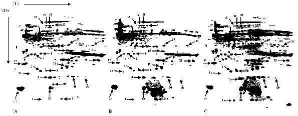 Method for predicting wheat heterosis by mitochondrial proteome technology