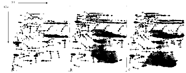 Method for predicting wheat heterosis by mitochondrial proteome technology