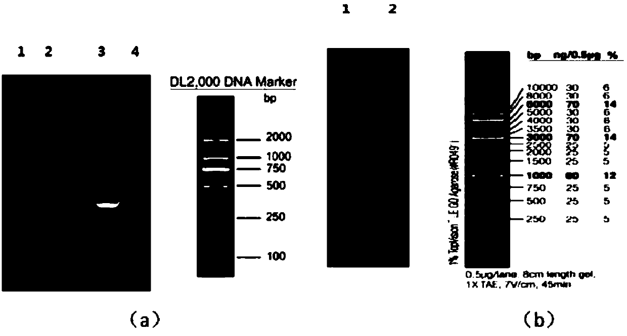 Targeted epigenome regulated and controlled hepatitis B virus (HBV)-resisting molecule HBx1C and application thereof