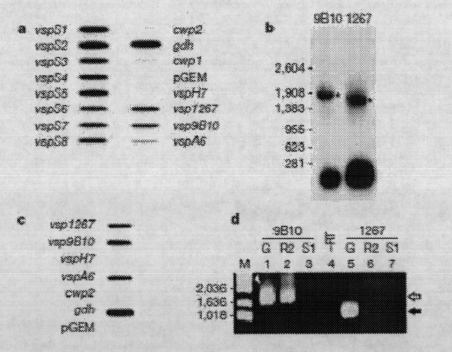 Modified protozoan expressing at least two variable surface proteins (vsp), its vaccine and its purification method, application and immunization method