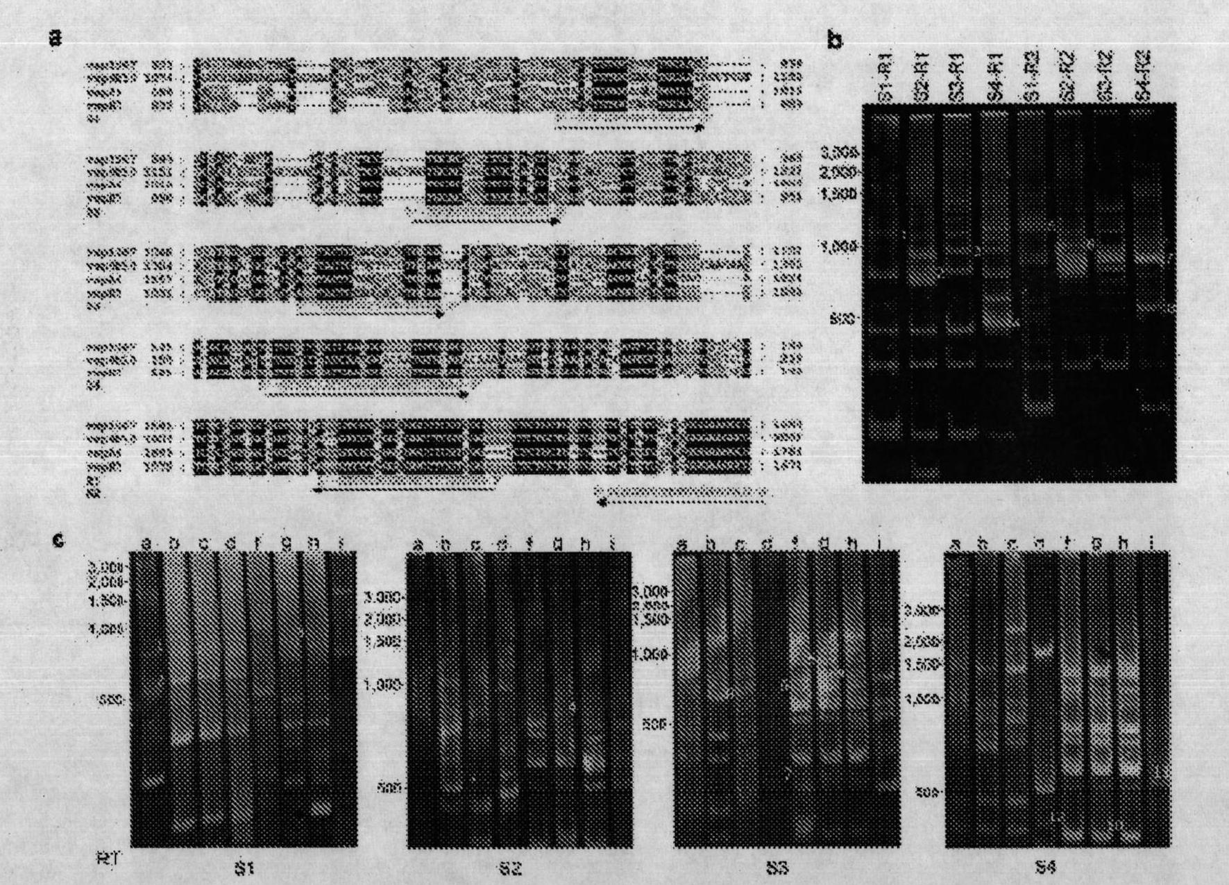 Modified protozoan expressing at least two variable surface proteins (vsp), its vaccine and its purification method, application and immunization method