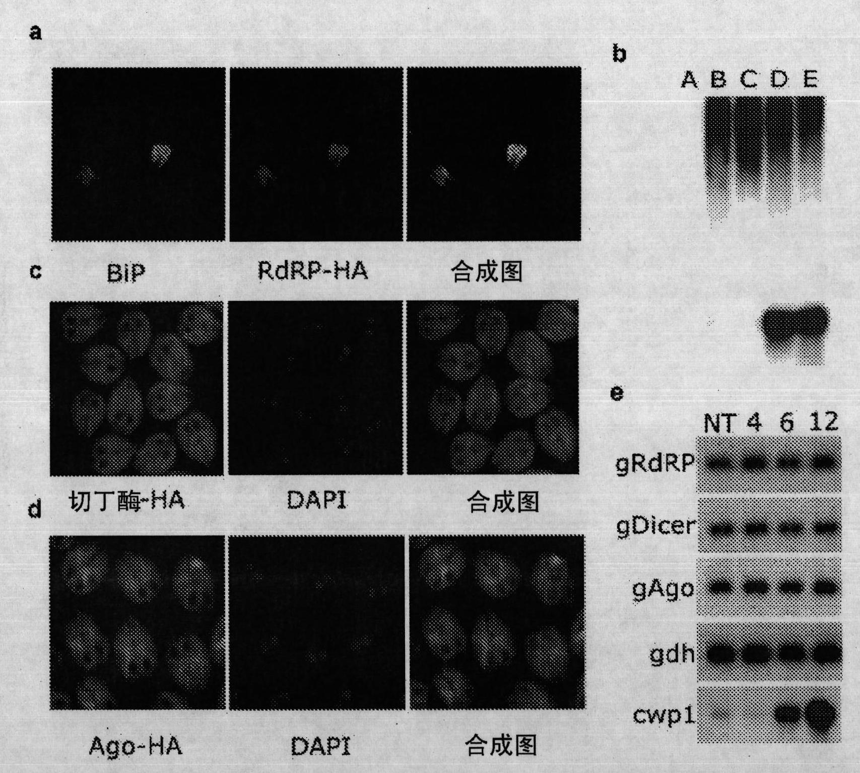 Modified protozoan expressing at least two variable surface proteins (vsp), its vaccine and its purification method, application and immunization method