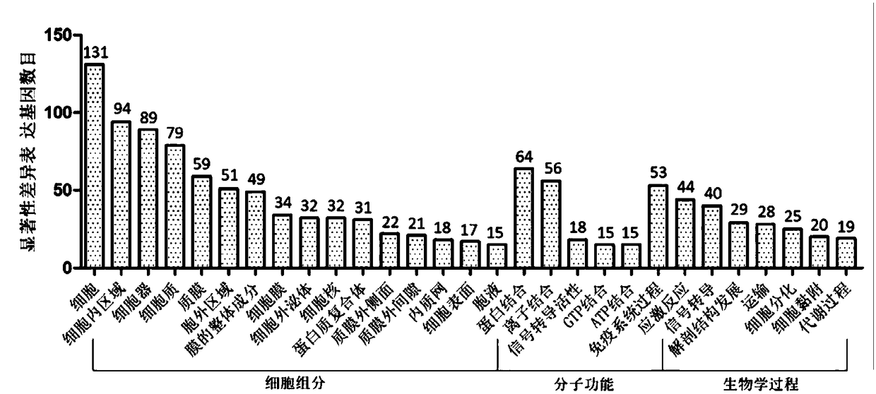 Identification of toxoplasma gondii chronic infection male mouse genital system target gene and clinical application thereof