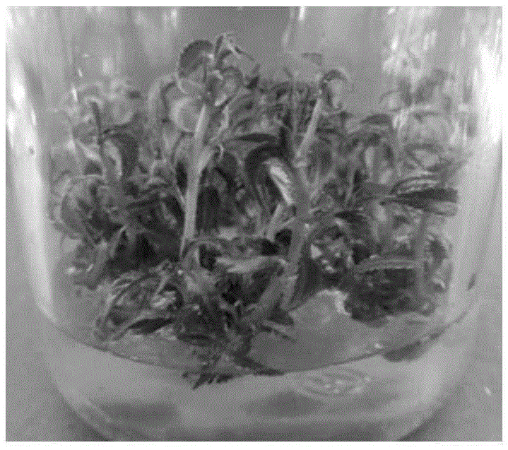 Efficient in-vitro plant regeneration method of adult high-quality single-plant Xiaoqiao oriental cherry of cerasus lannesiana var. speciosa
