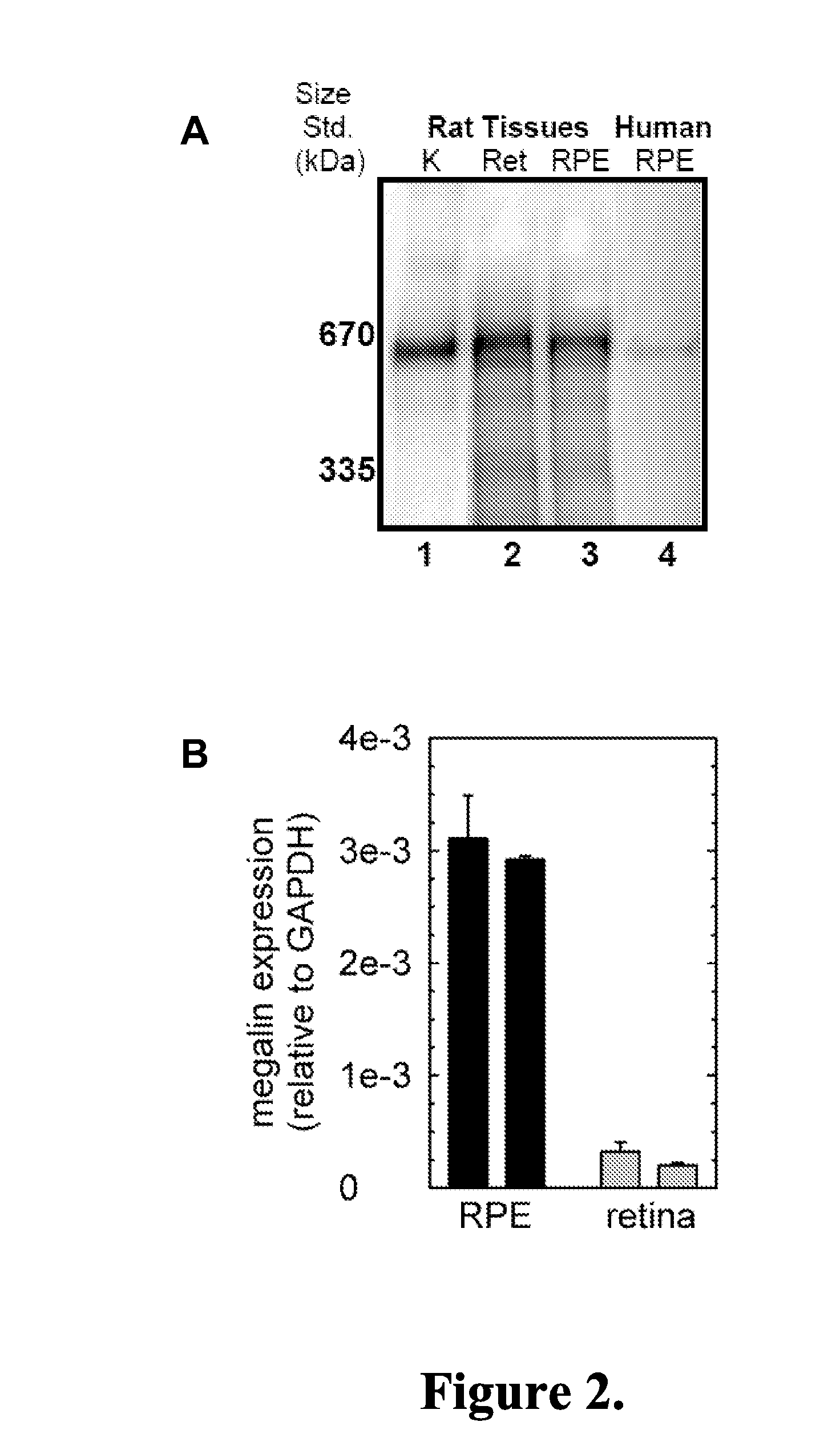 Methods and compositions for treating ophthalmic conditions via modulation of megalin activity