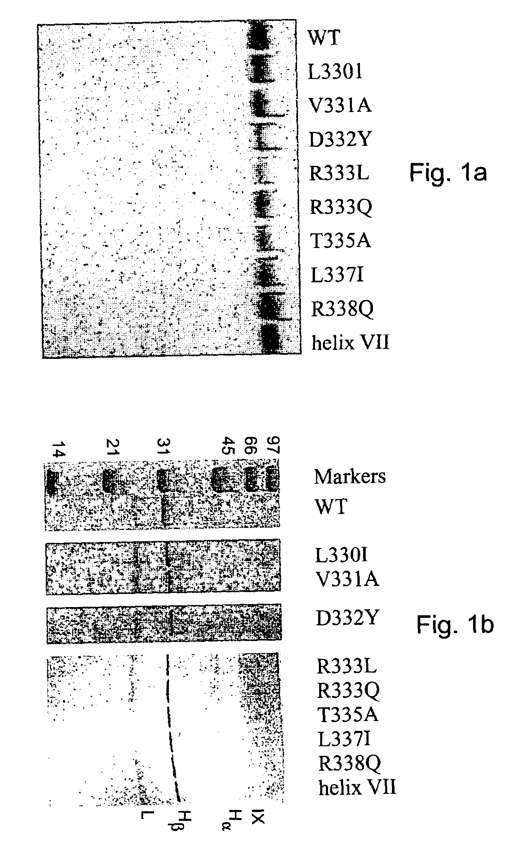 Region of factor IXa protease domain that interacts with factor VIIIa and methods therefor