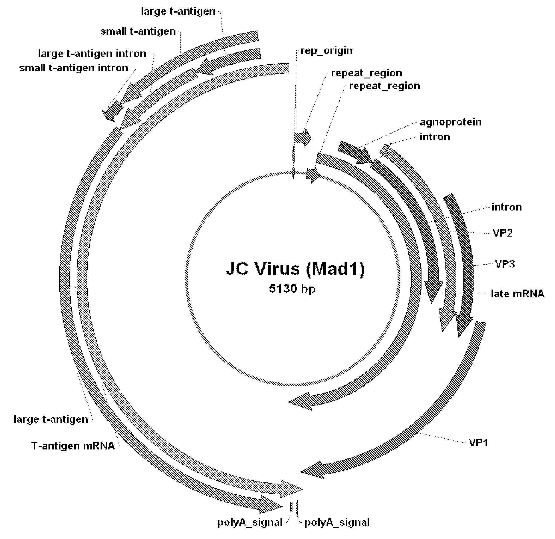 JC Virus Vaccine