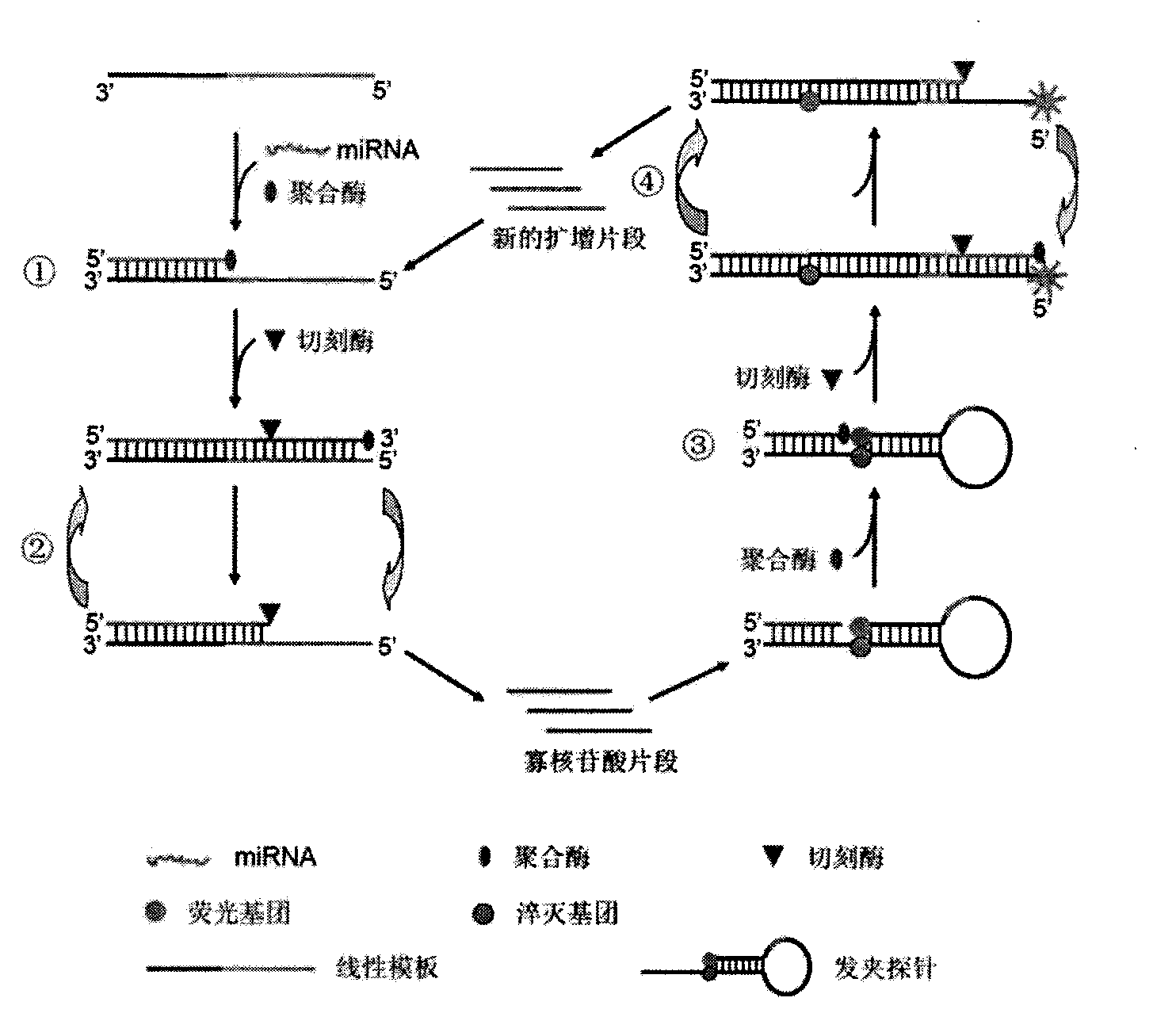 miRNA detection probe and miRNA amplification detection method