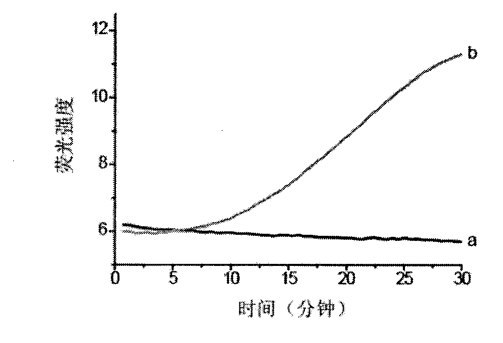 miRNA detection probe and miRNA amplification detection method