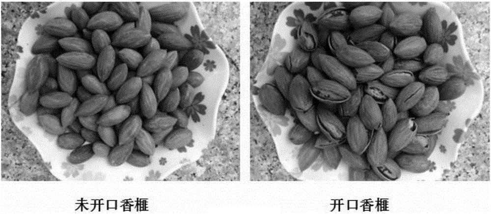 Processing method of mouth-opening salt stir-fried torreya grandis seeds