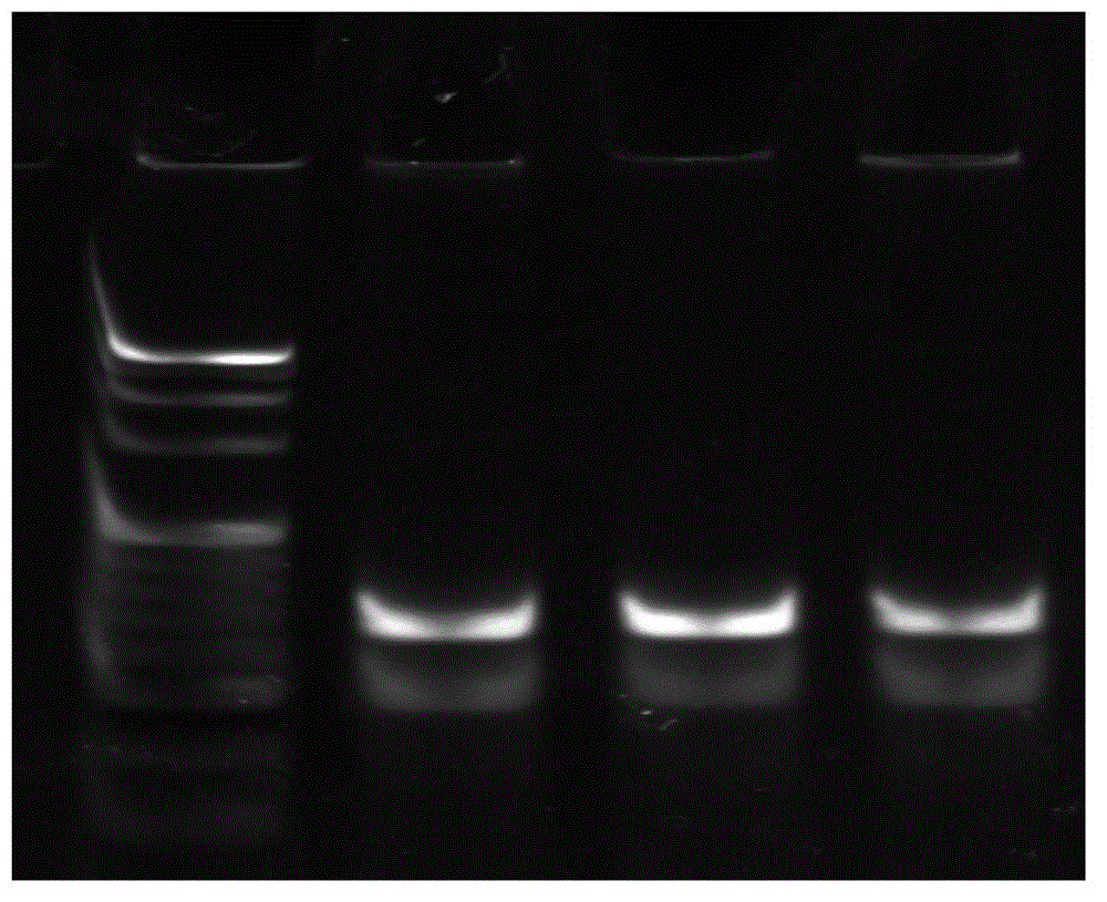 Multi-gene detection method of Listeria monocytogenes based on quantum dot/graphene oxide nanometer platform