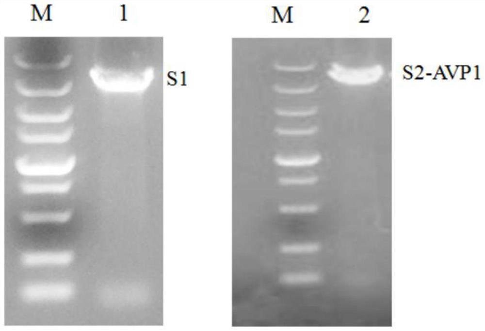 A kind of Seneca recombinant virus, recombinant vaccine strain and its preparation method and application of recombinant type A foot-and-mouth disease virus vp1 gene