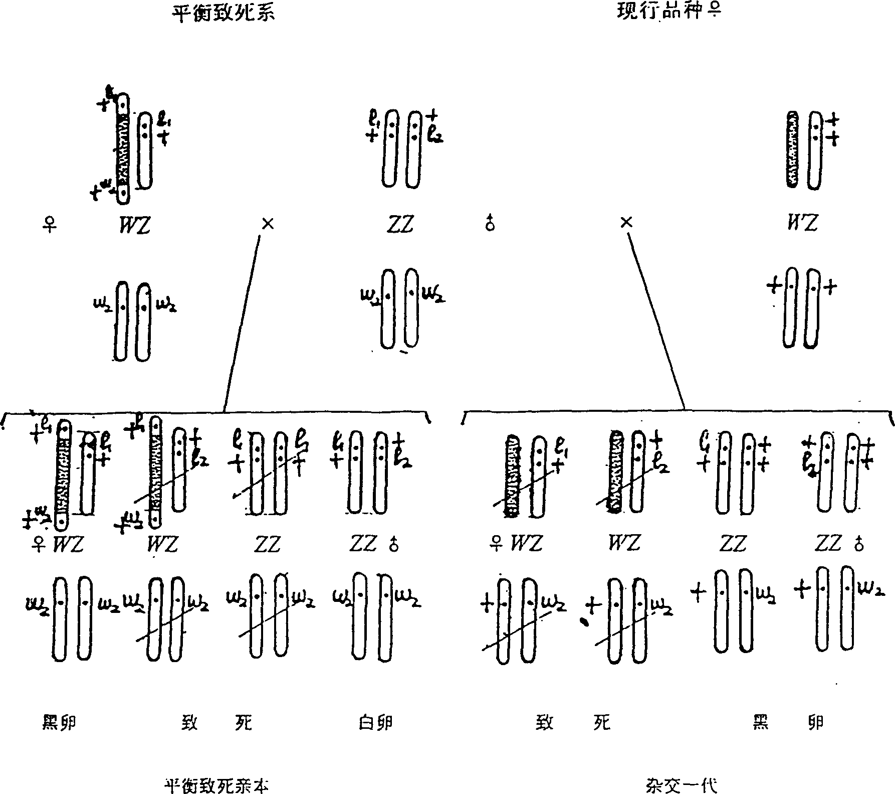 Implantation method of sex-linked balance lethal and sex control gene for Bombyx mori