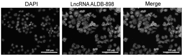 A lncRNA ALDB-898 associated with piglet bacterial diarrhea and its application