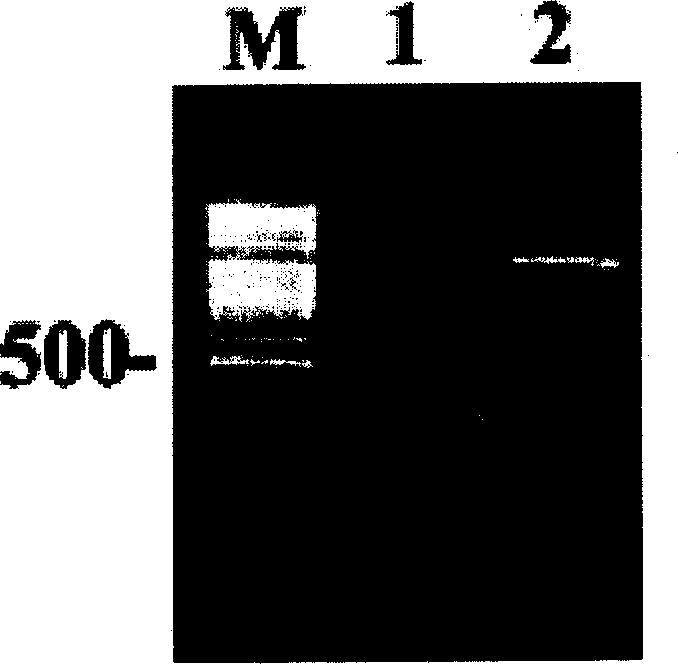 Specific antigen of Japanese blood fluke and its use