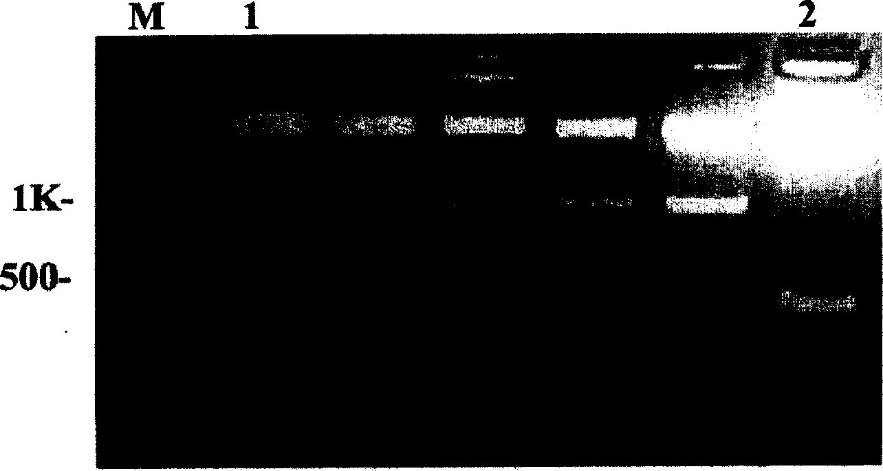 Specific antigen of Japanese blood fluke and its use