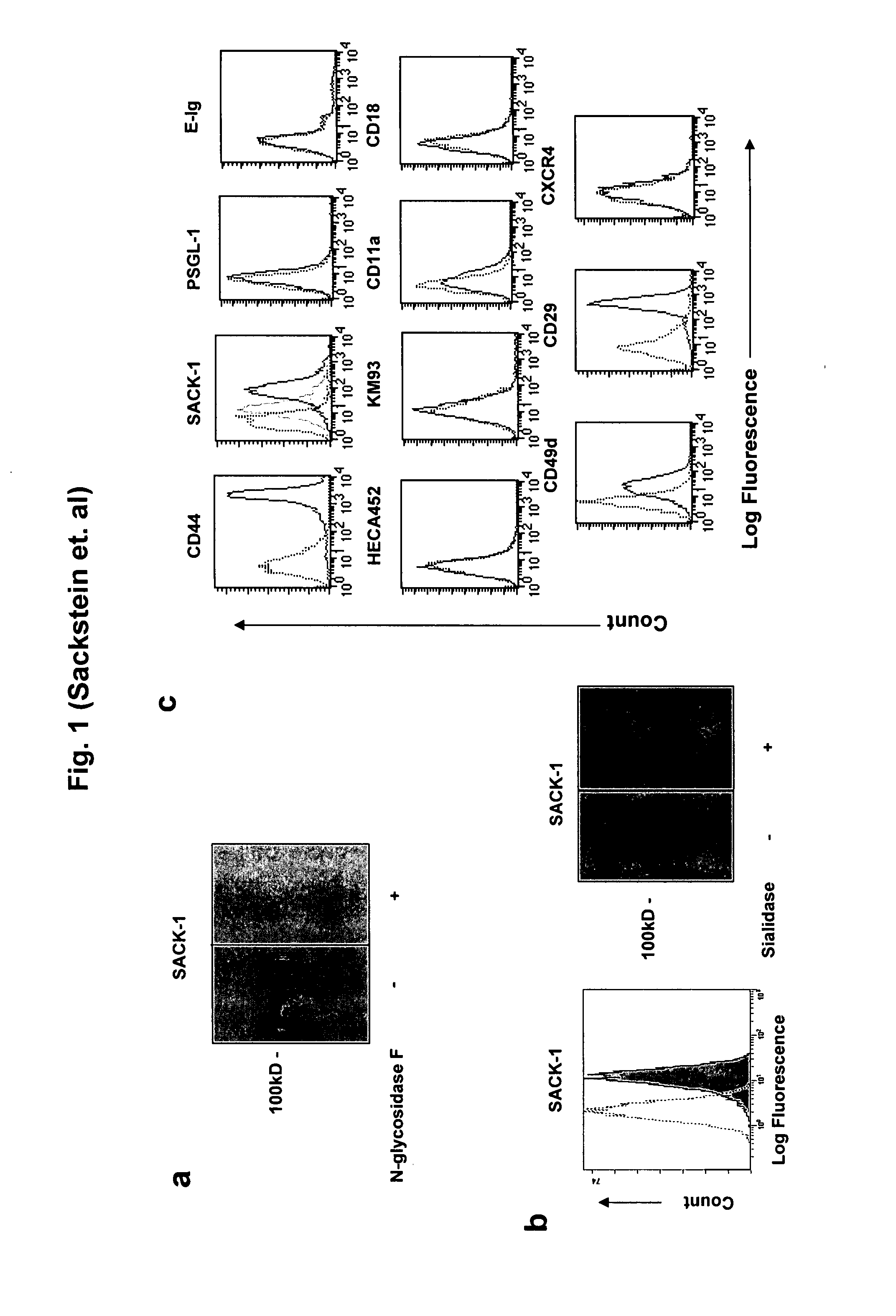 Compositions and methods for modifying cell surface glycans