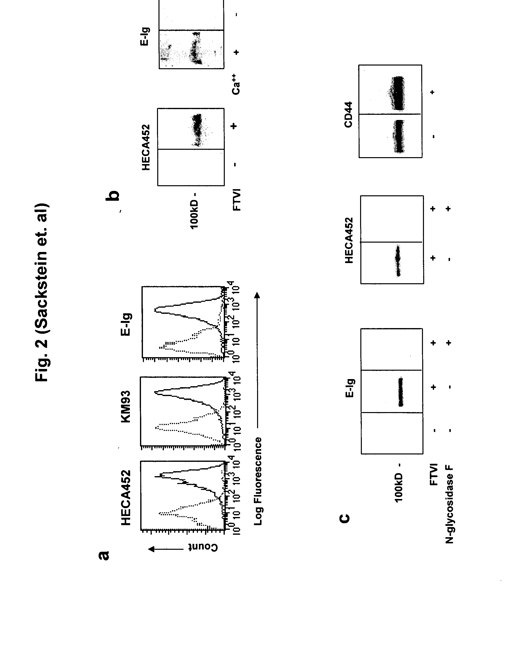 Compositions and methods for modifying cell surface glycans