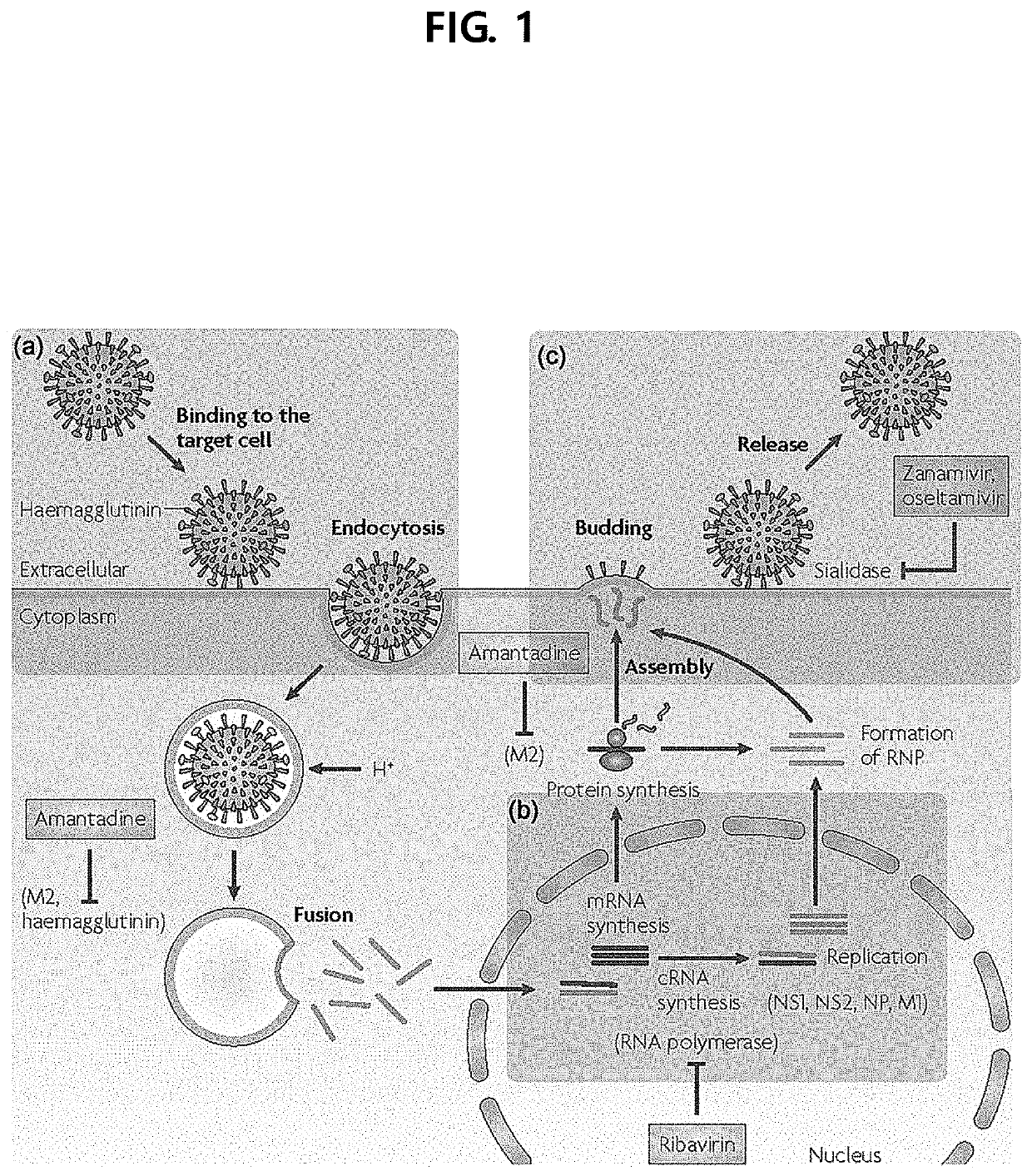 Composition for preventing or inhibiting influenza virus infection, containing ginseng berry polysaccharides
