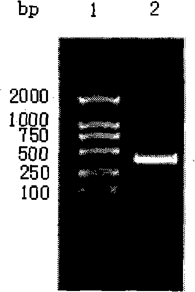 Expression vector and fused protein of human differential initiator 3 and preparation thereof