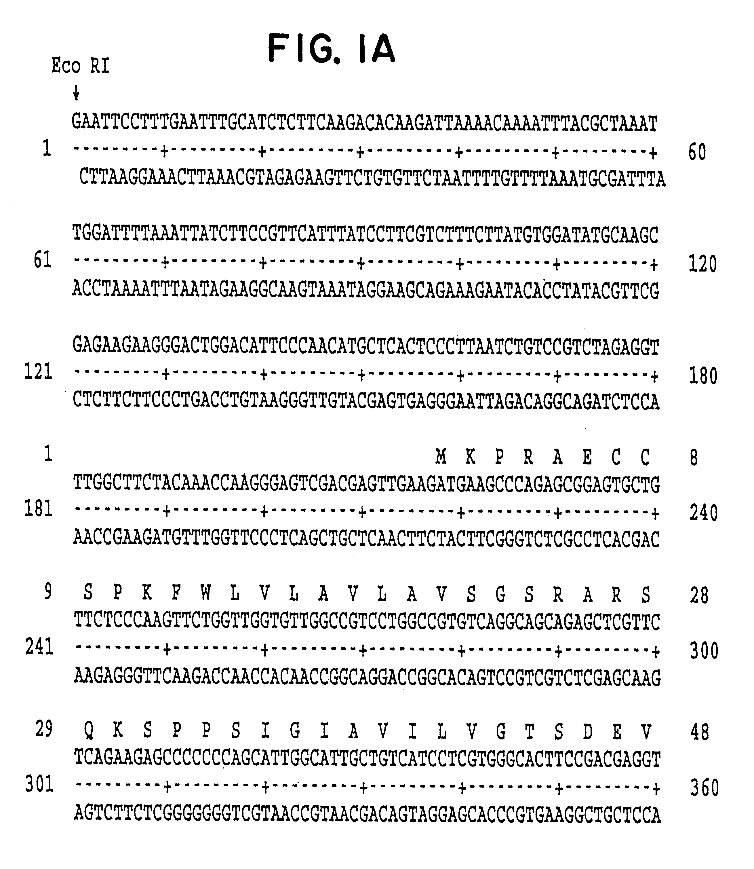 Ionotropic human glutamate receptor subunit NR3