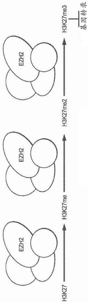 Approaches for the treatment of mrto/sccoht with ezh2 inhibitors