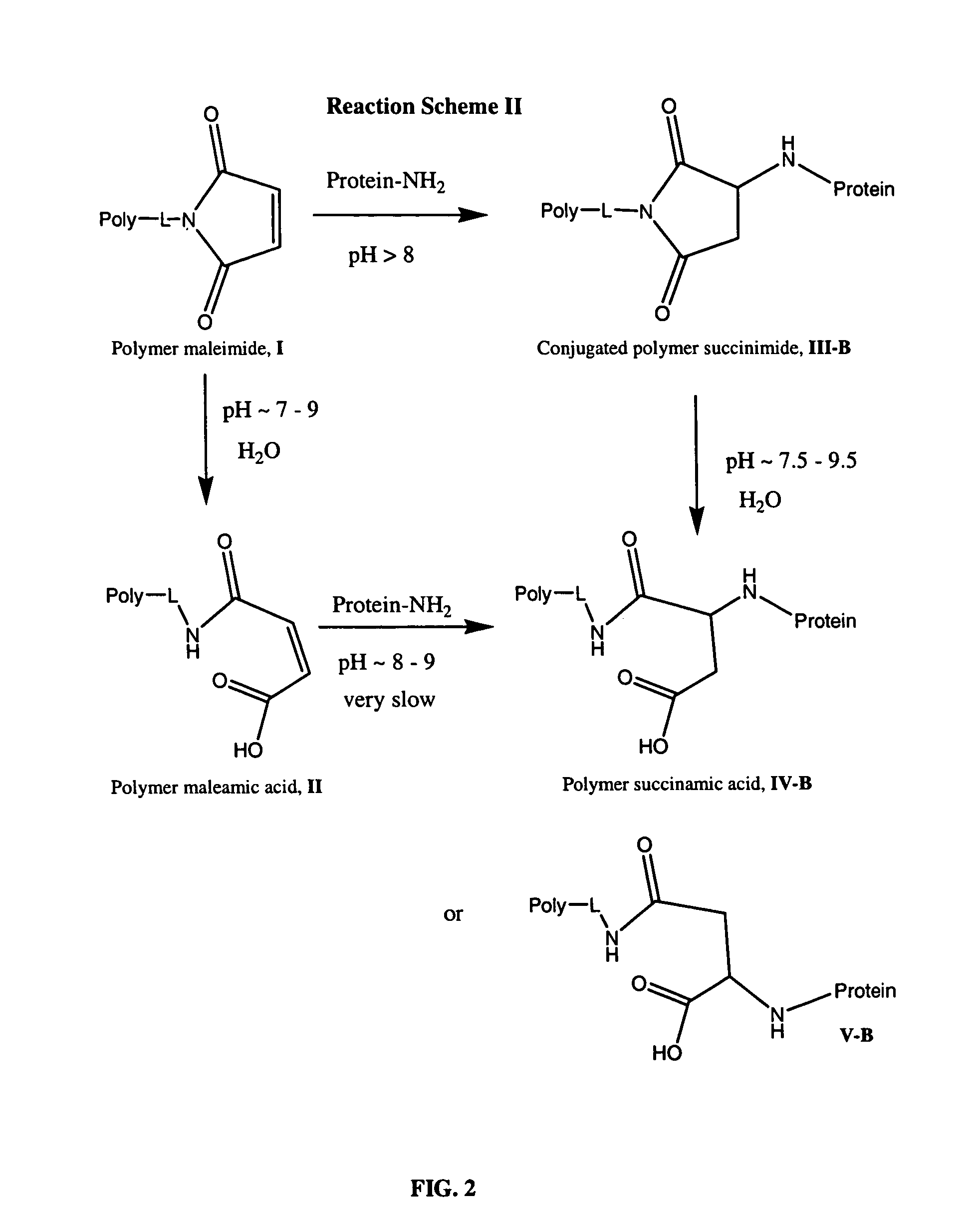 Maleamic acid polymer derivatives and their bioconjugates