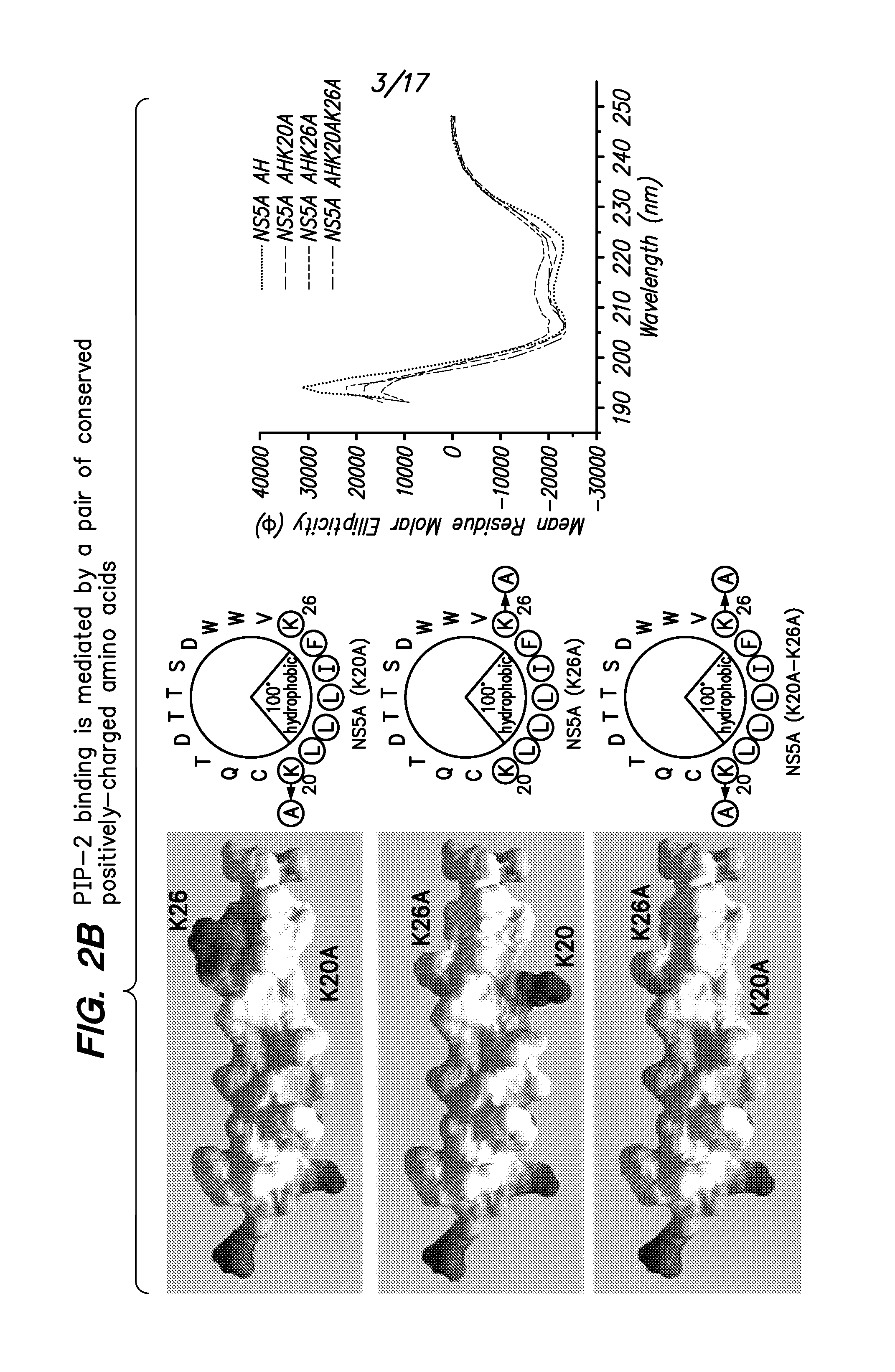 PIP-2 Inhibition-Based Antiviral and Anti-Hyperlipidemic Therapies