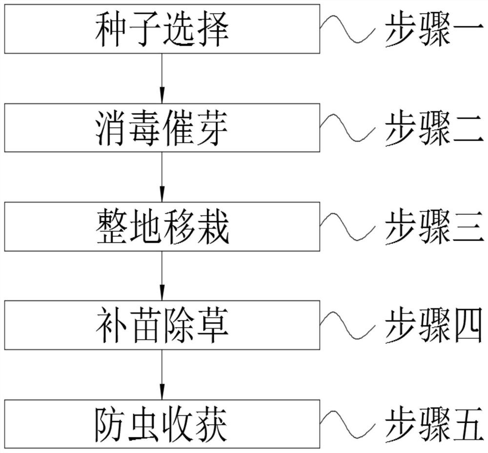 Rice ecological planting method