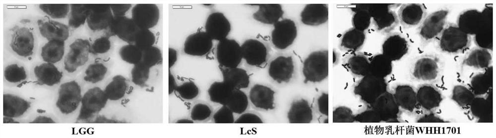 A strain of Lactobacillus plantarum with weight loss function and its application
