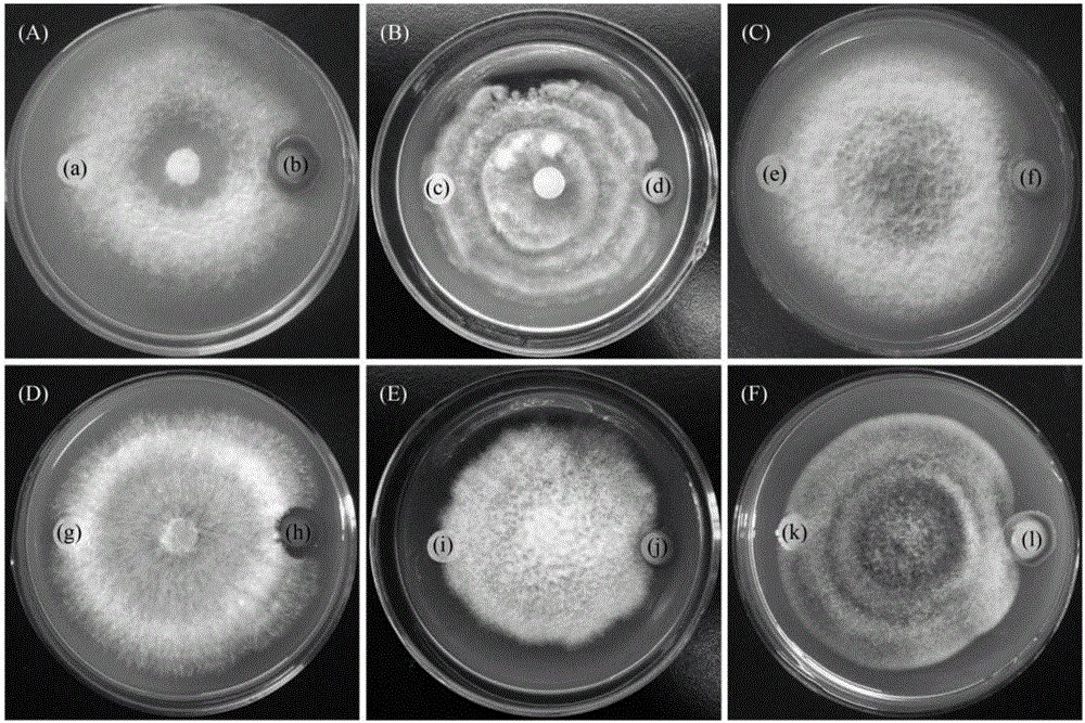 Serratia capable of enriching phosphorus, degrading organic phosphorus and inhibiting plant pathogenic fungi