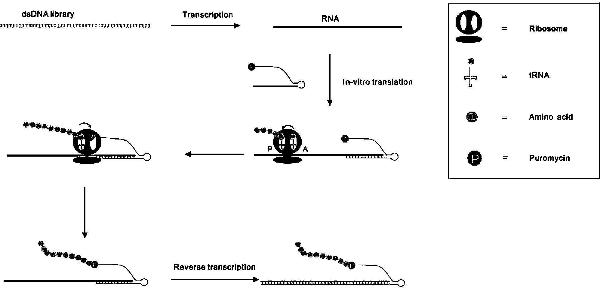 Method used for screening polypeptide in vitro