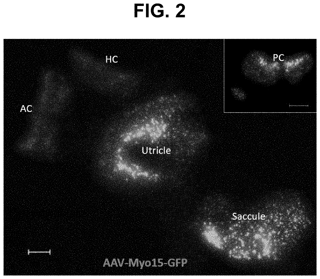 Myosin 15 promoters and uses thereof