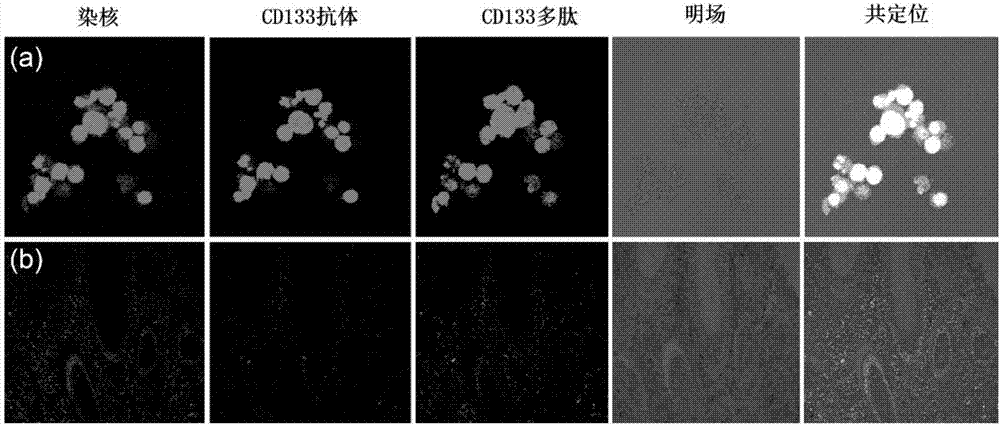 Tumor stem cell marker CD133-targeting polypeptide and application thereof